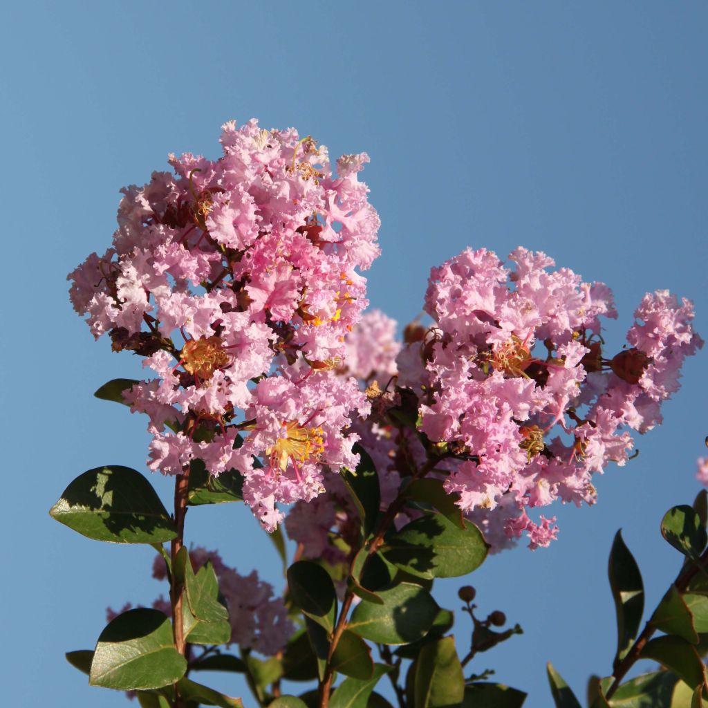 Árvore-de-júpiter Camaïeu d'Eté - Lagerstroemia indica