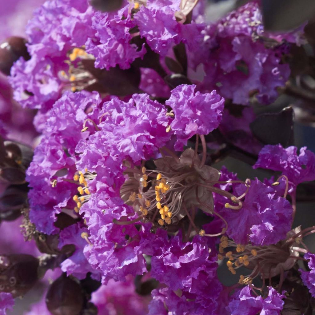 Árvore-de-júpiter Black Solitaire Purely Purple - Lagerstroemia indica