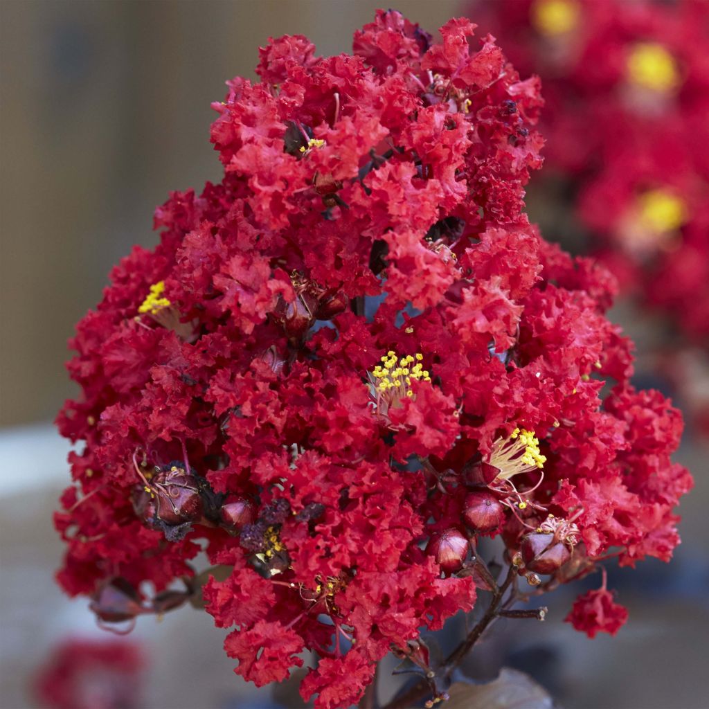 Árvore-de-júpiter Black Solitaire Red Hot - Lagerstroemia indica