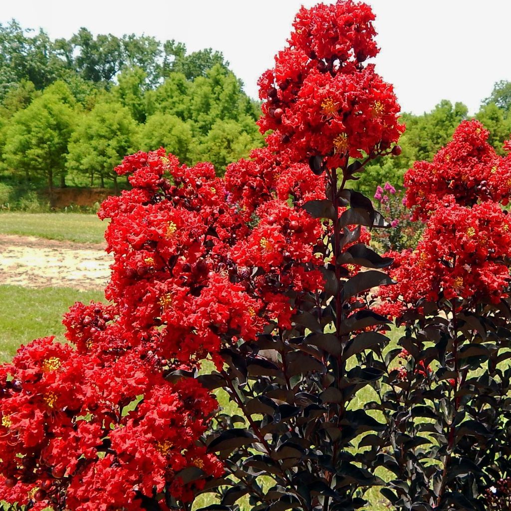 Árvore-de-júpiter Black Solitaire Red Hot - Lagerstroemia indica