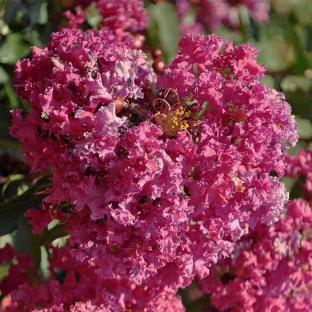 Árvore-de-júpiter Summer Beauty Velma's Royal Delight - Lagerstroemia indica