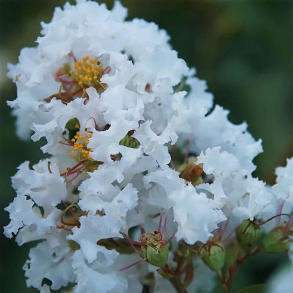 Árvore-de-júpiter Summer Charm Acoma - Lagerstroemia indica