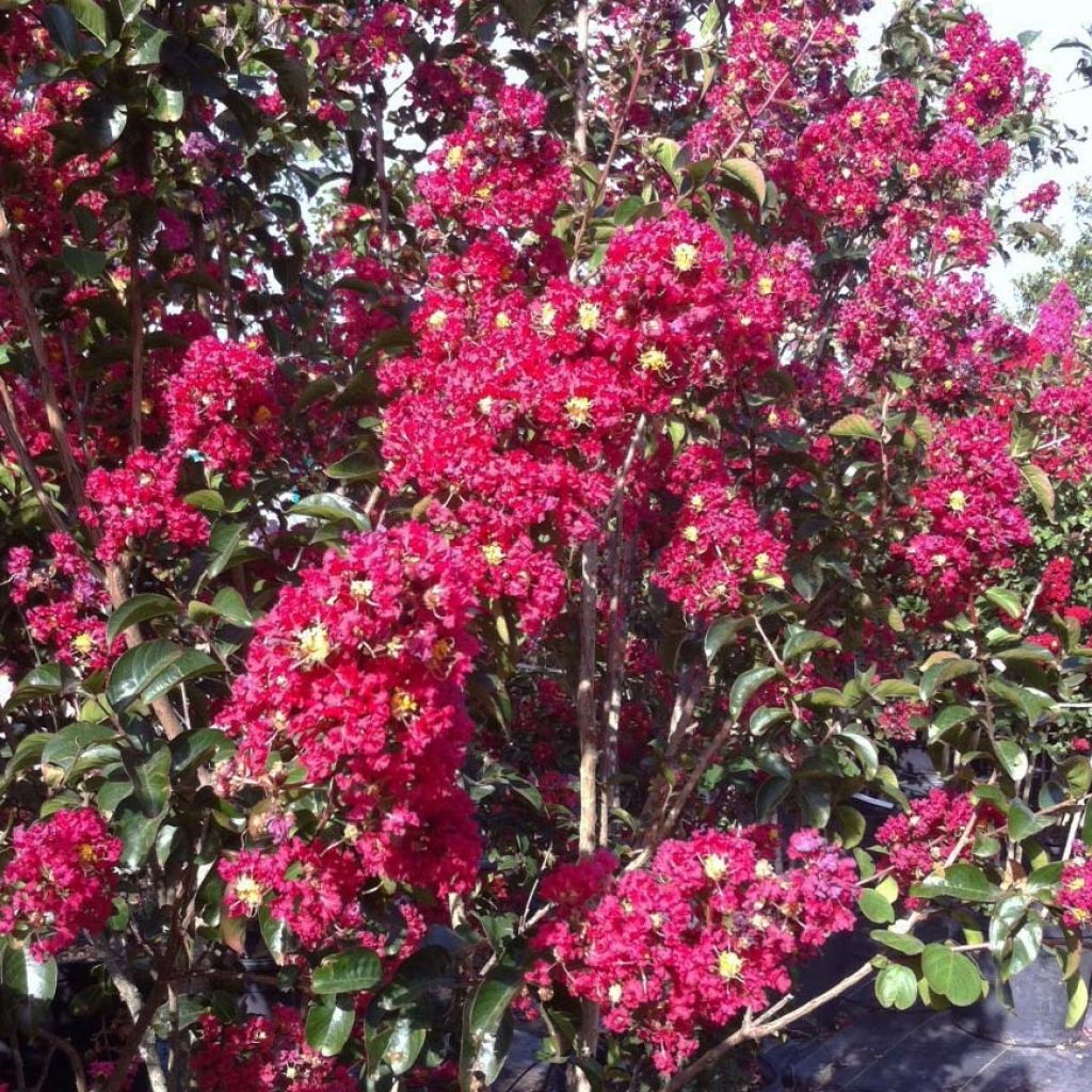 Árvore-de-júpiter Summer Charm Arapaho - Lagerstroemia indica × fauriei