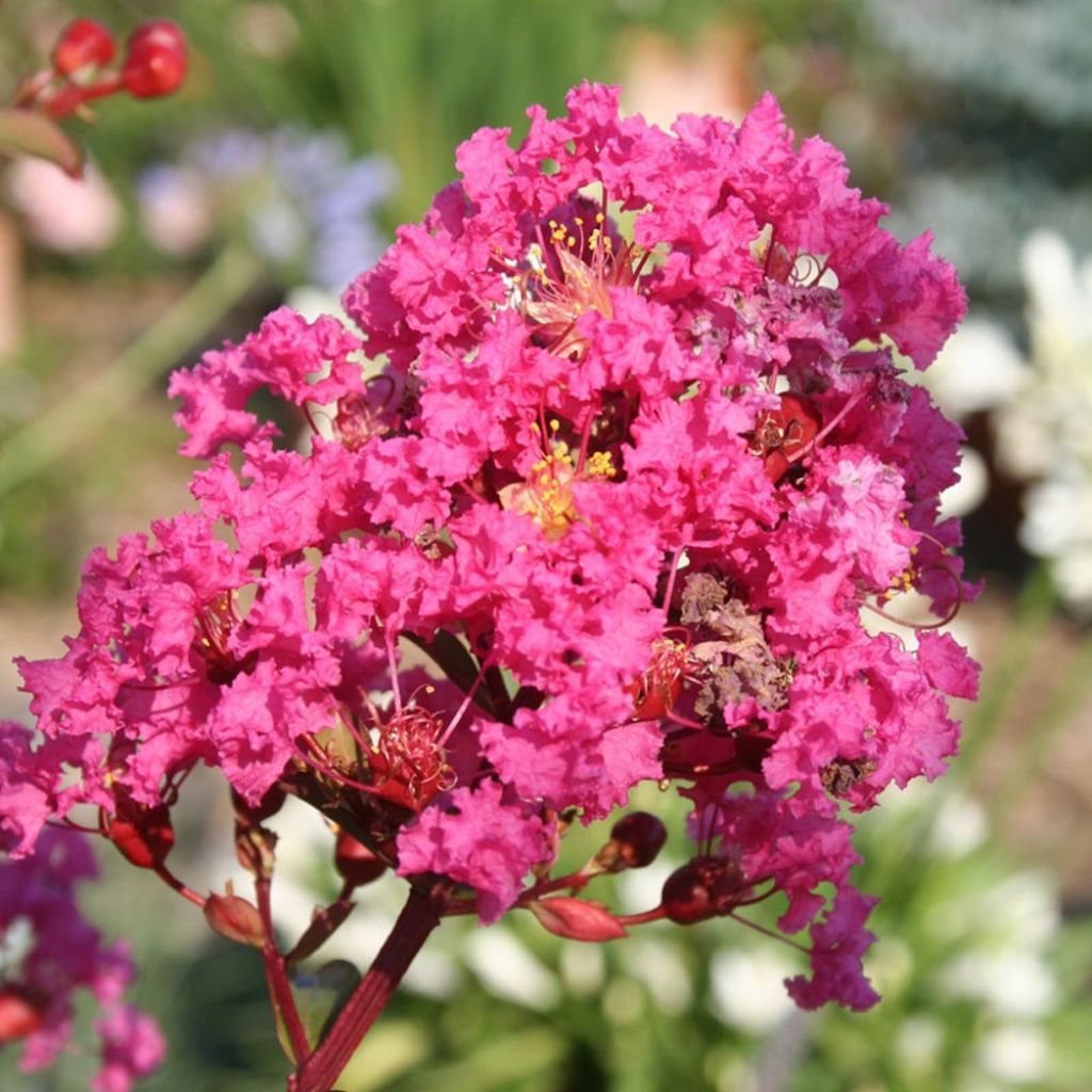 Árvore-de-júpiter With Love Kiss - Lagerstroemia indica