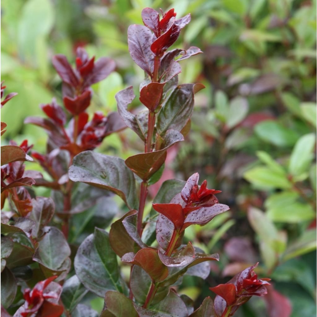 Árvore-de-júpiter Pink Velours - Lagerstroemia indica