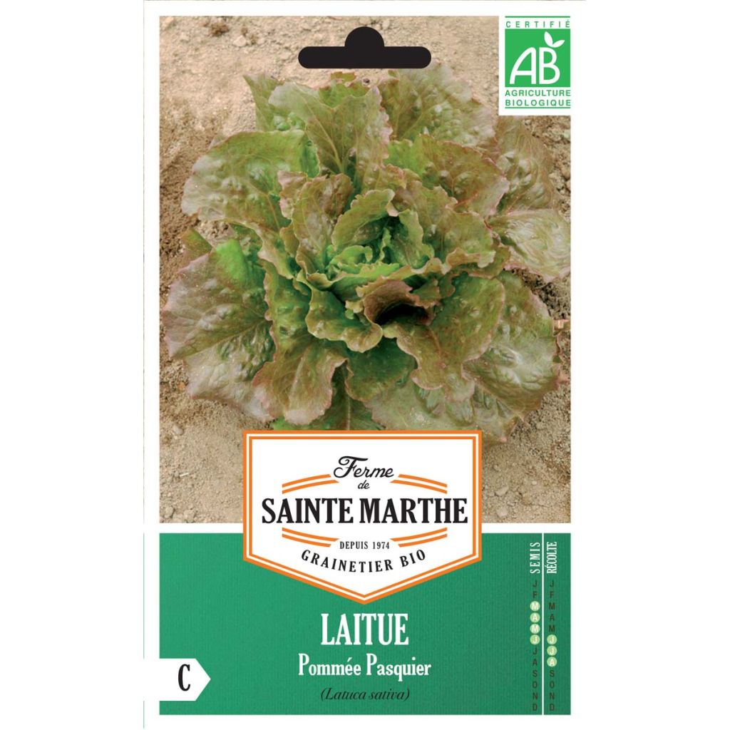 Laitue pommée Pasquier Bio - Ferme de Sainte Marthe