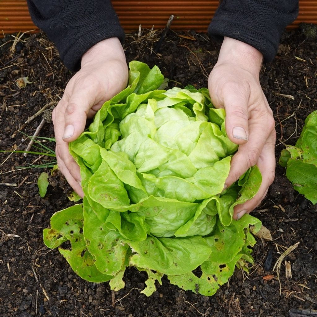 Alface-repolhuda Rainha de Maio