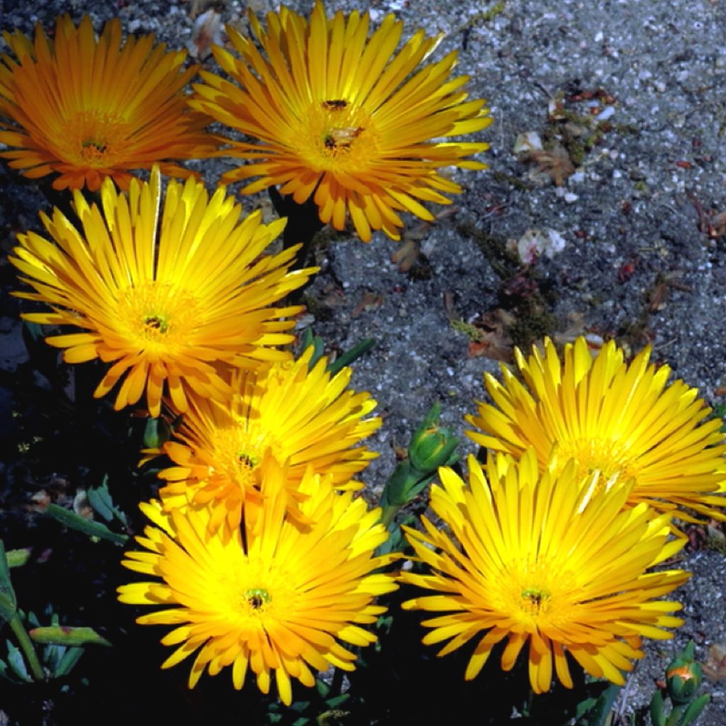 Lampranthus aurantiacus Fleurs jaunes