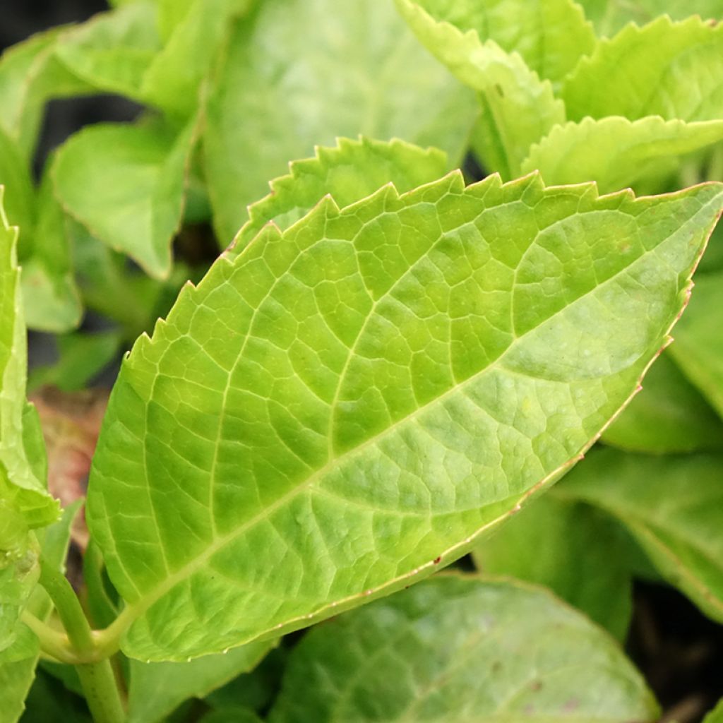 Louro-cereja nain - Prunus Laurocerasus Miniredia