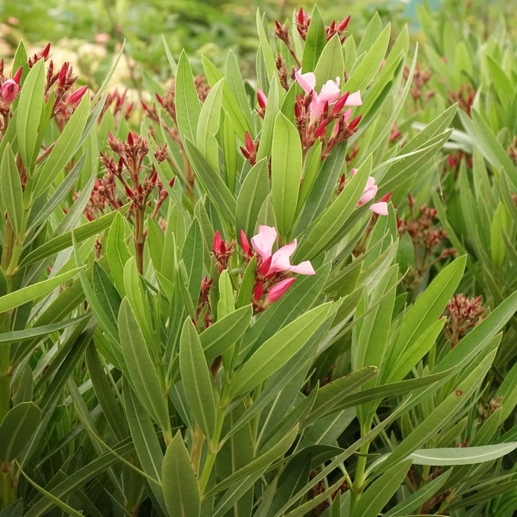 Oleandro Magaly - Nerium oleander