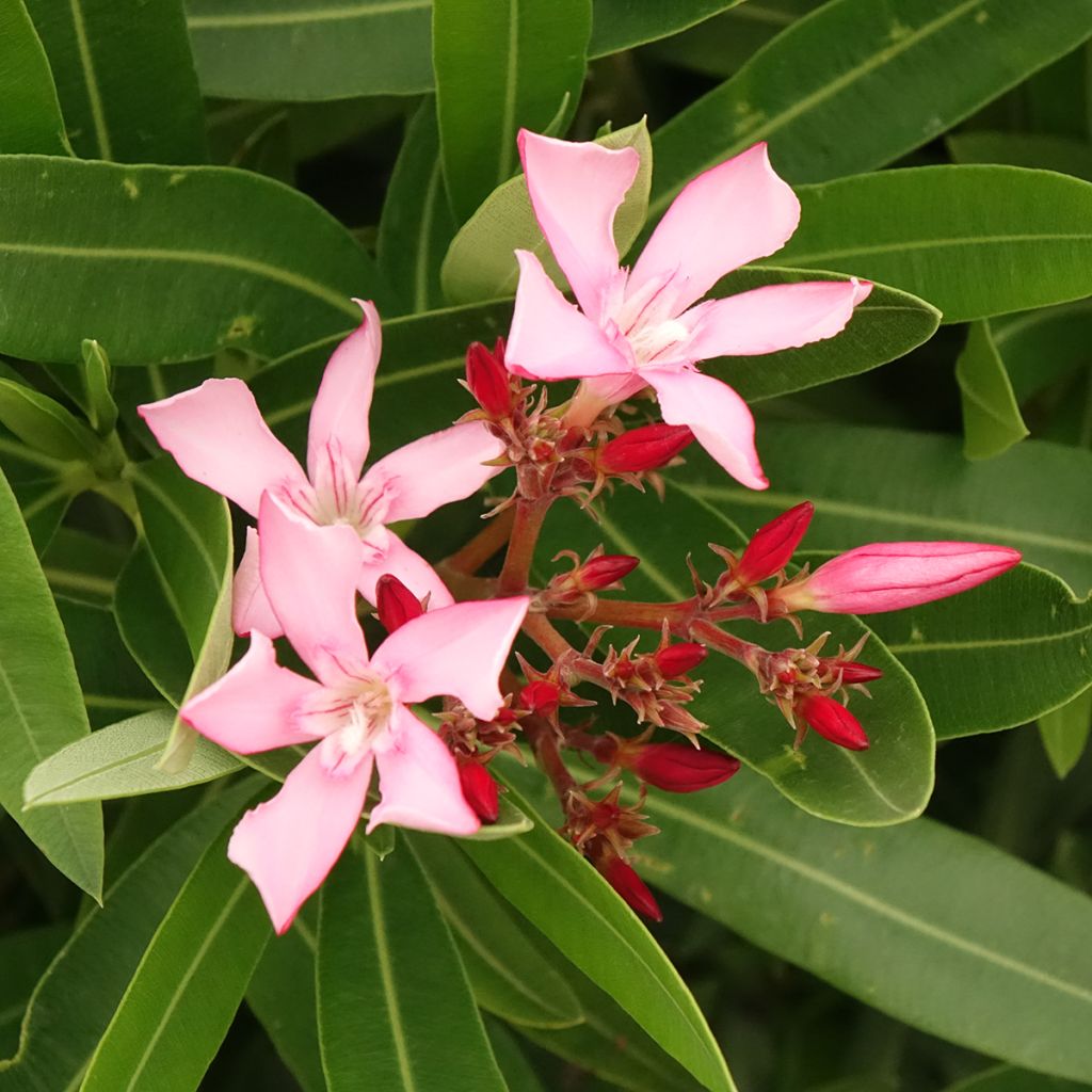 Oleandro Magaly - Nerium oleander