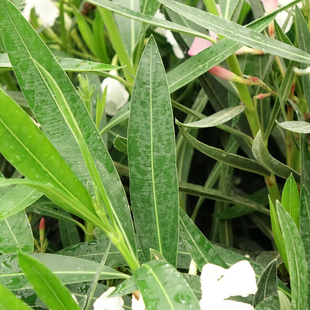 Oleandro Mix Tricolor