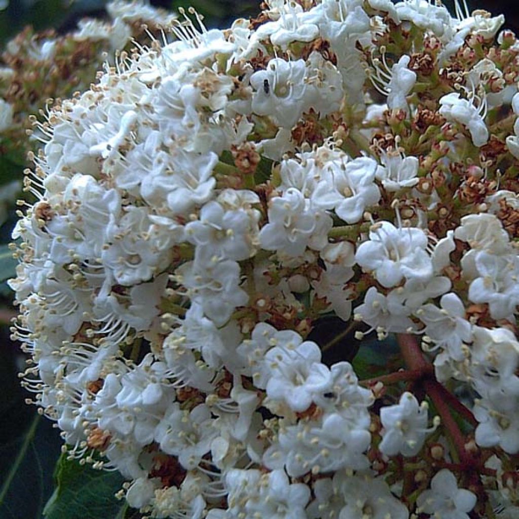 Viburnum tinus - Folhado