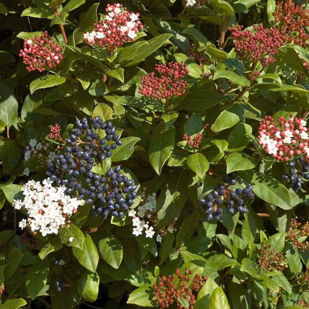 Viburnum tinus - Folhado