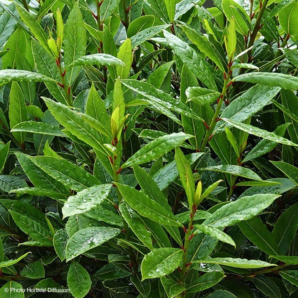 Loureiro Little Ragu