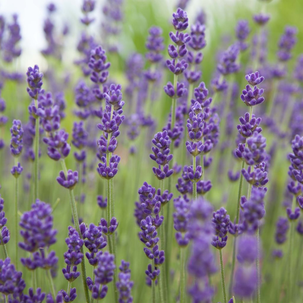 Alfazema Bleu de Gien - Lavandula angustifolia
