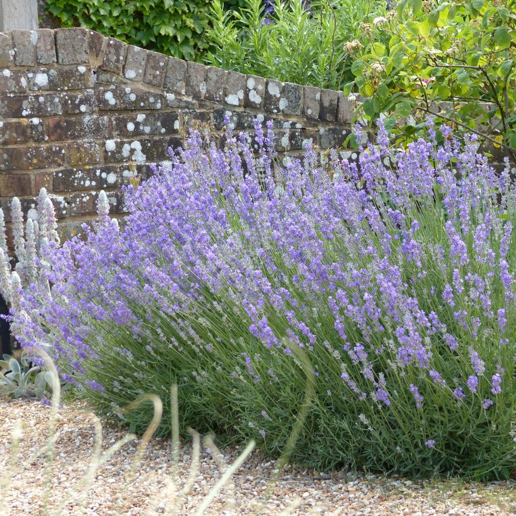 Alfazema Munstead - Lavandula angustifolia