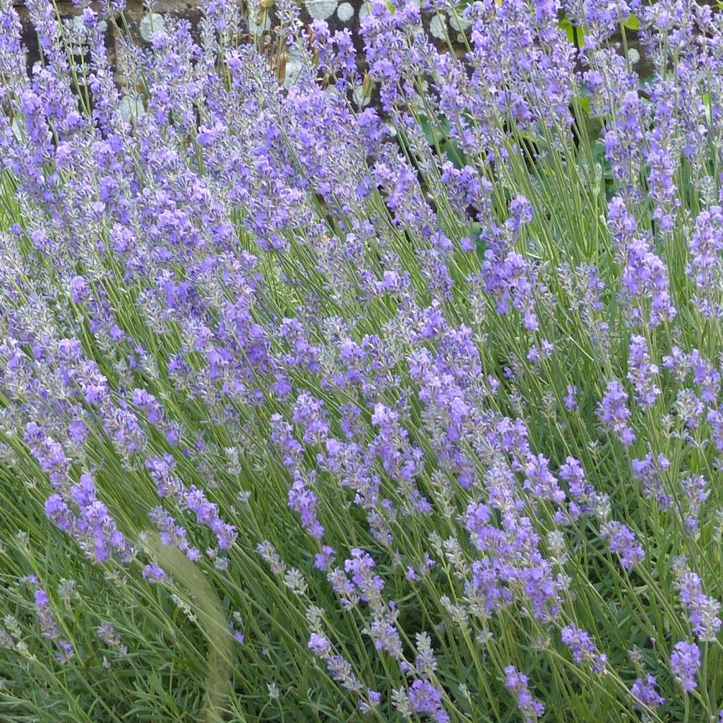 Alfazema Munstead - Lavandula angustifolia
