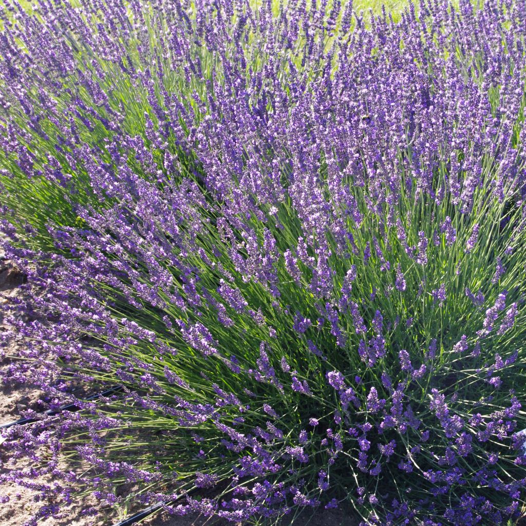Alfazema Phenomenal Niko - Lavandula intermedia