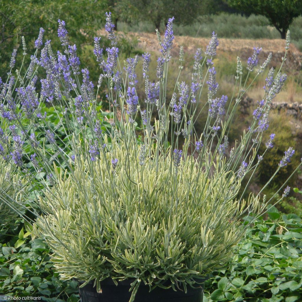 Alfazema Platinum Blonde - Lavandula intermedia