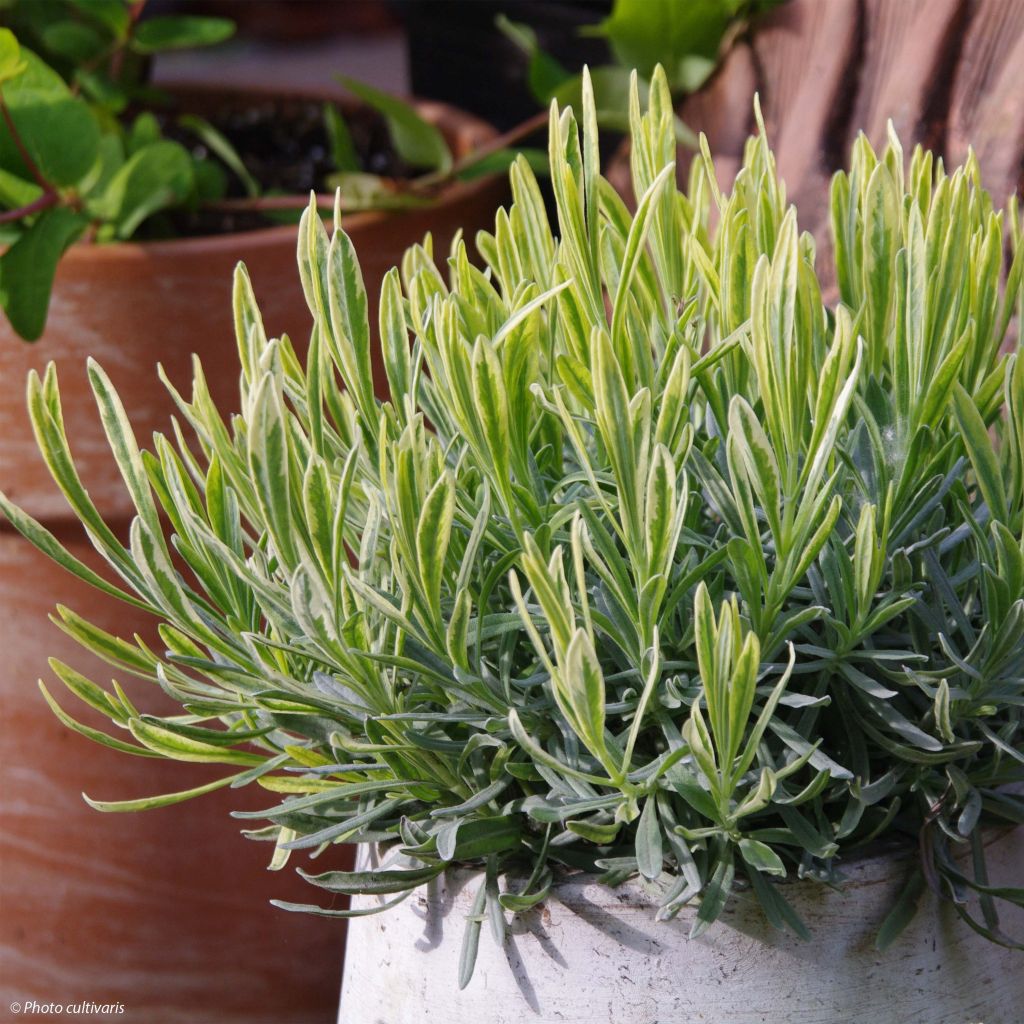 Alfazema Platinum Blonde - Lavandula intermedia