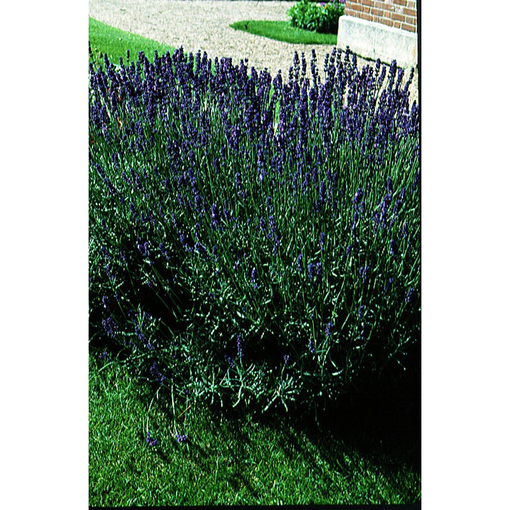 Alfazema biológico - Lavandula vera - angustifolia