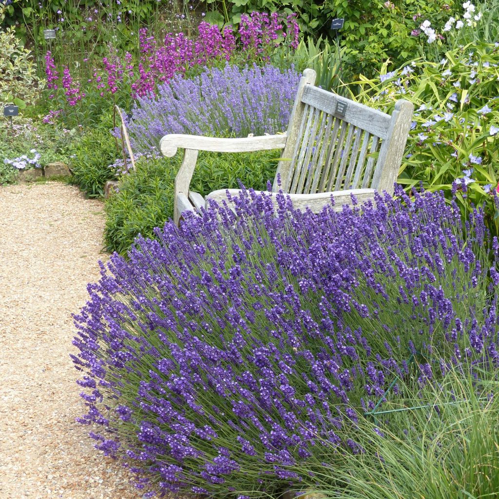 Alfazema Hidcote - Lavandula angustifolia