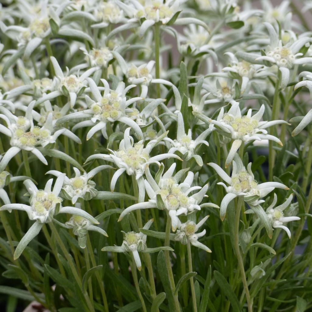 Leontopodium alpinum Blossom of Snow