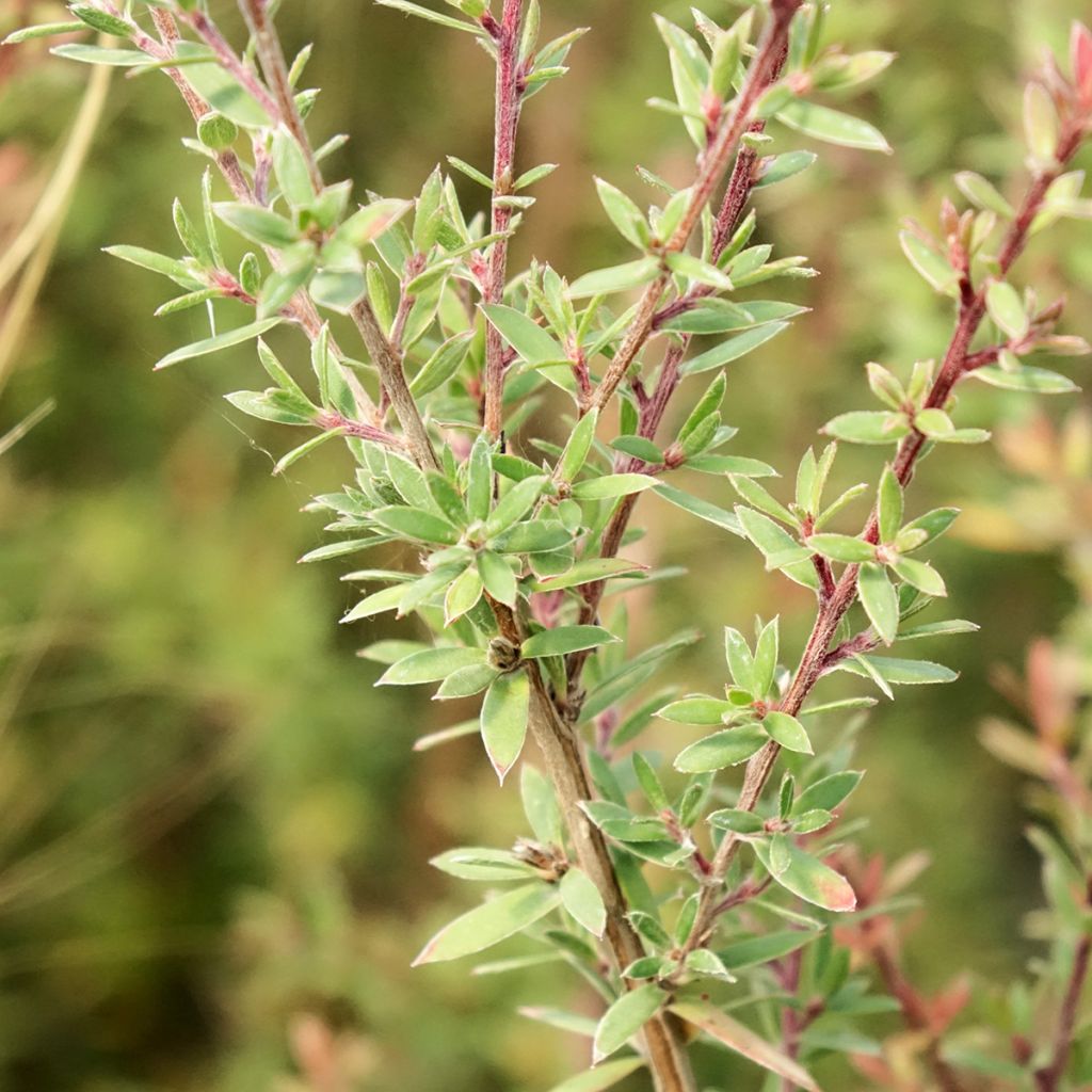 Leptospermum scoparium Snow Flurry