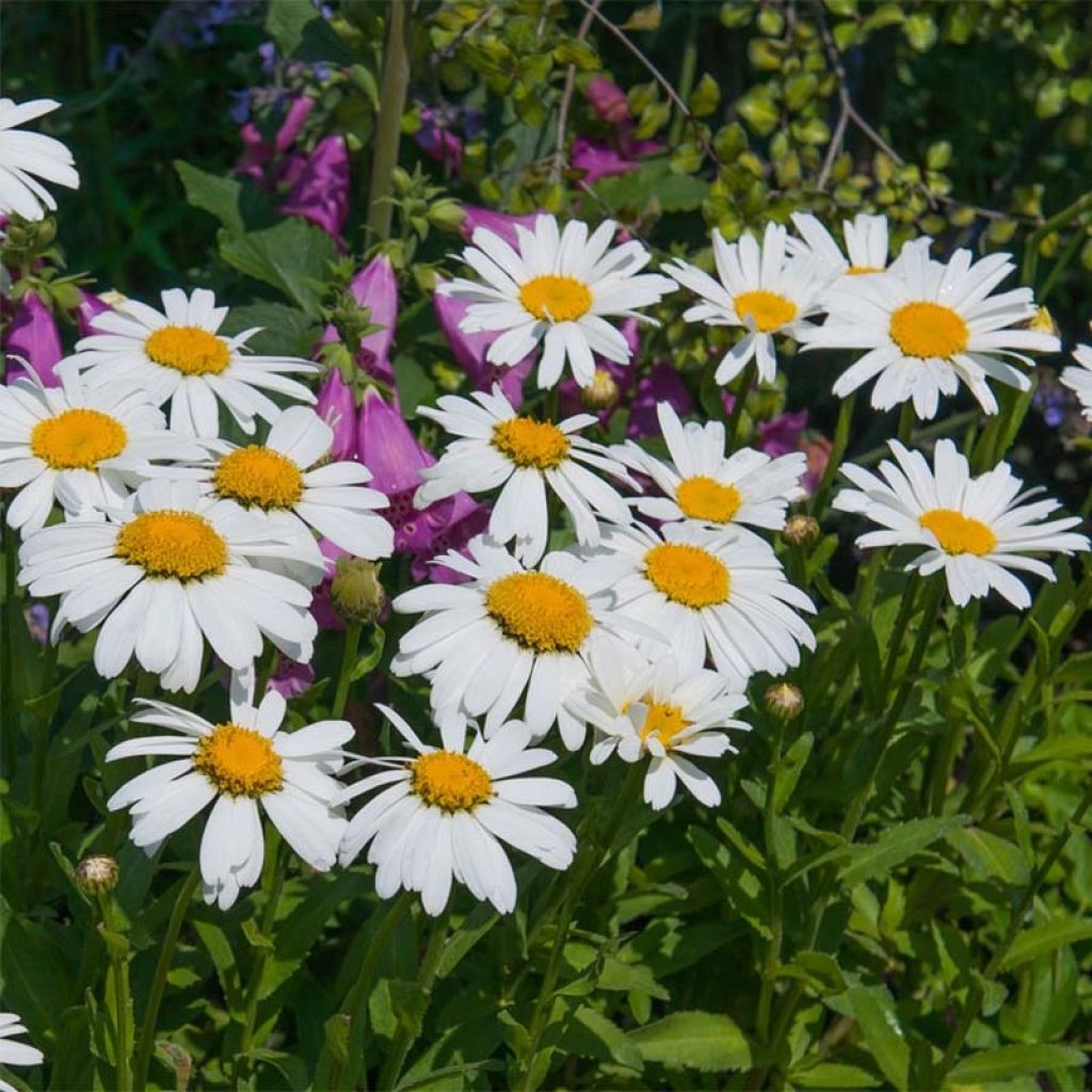 Leucanthemum Princesse d'Argent