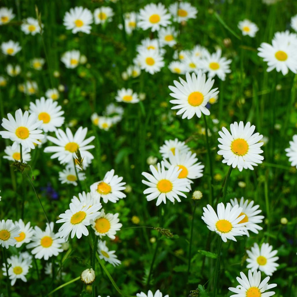 Leucanthemum Princesse d'Argent