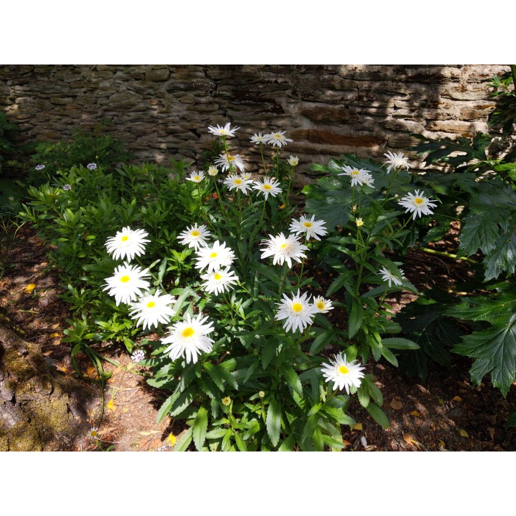 Leucanthemum superbum Christine Hagemann