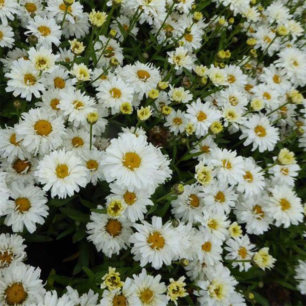 Leucanthemum superbum Freak
