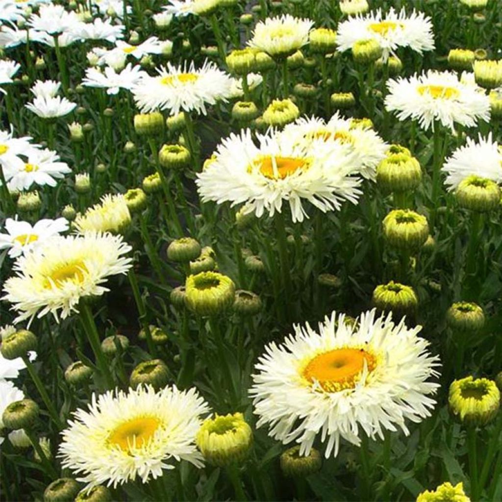 Leucanthemum Real Galaxy