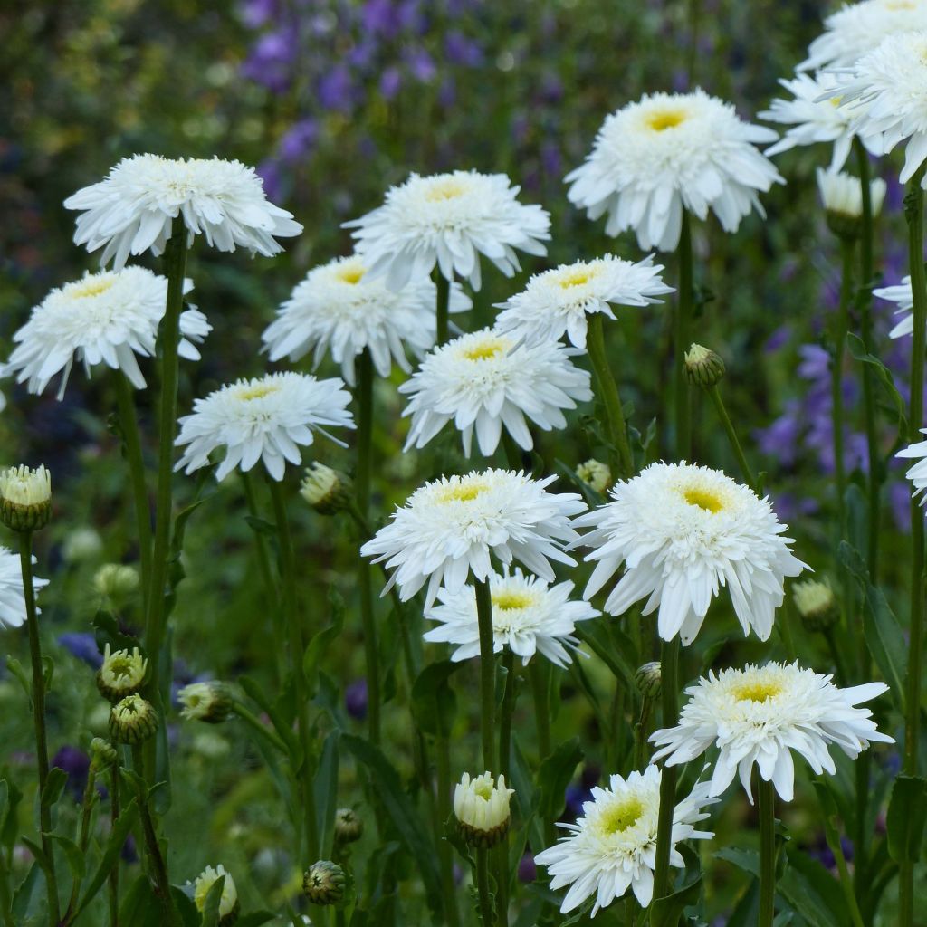 Leucanthemum superbum Wirral Supreme