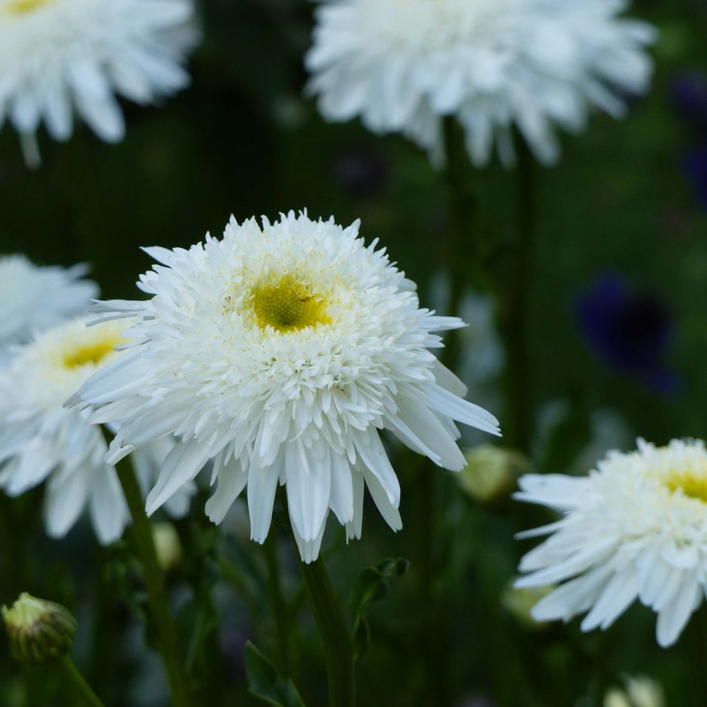 Leucanthemum superbum Wirral Supreme