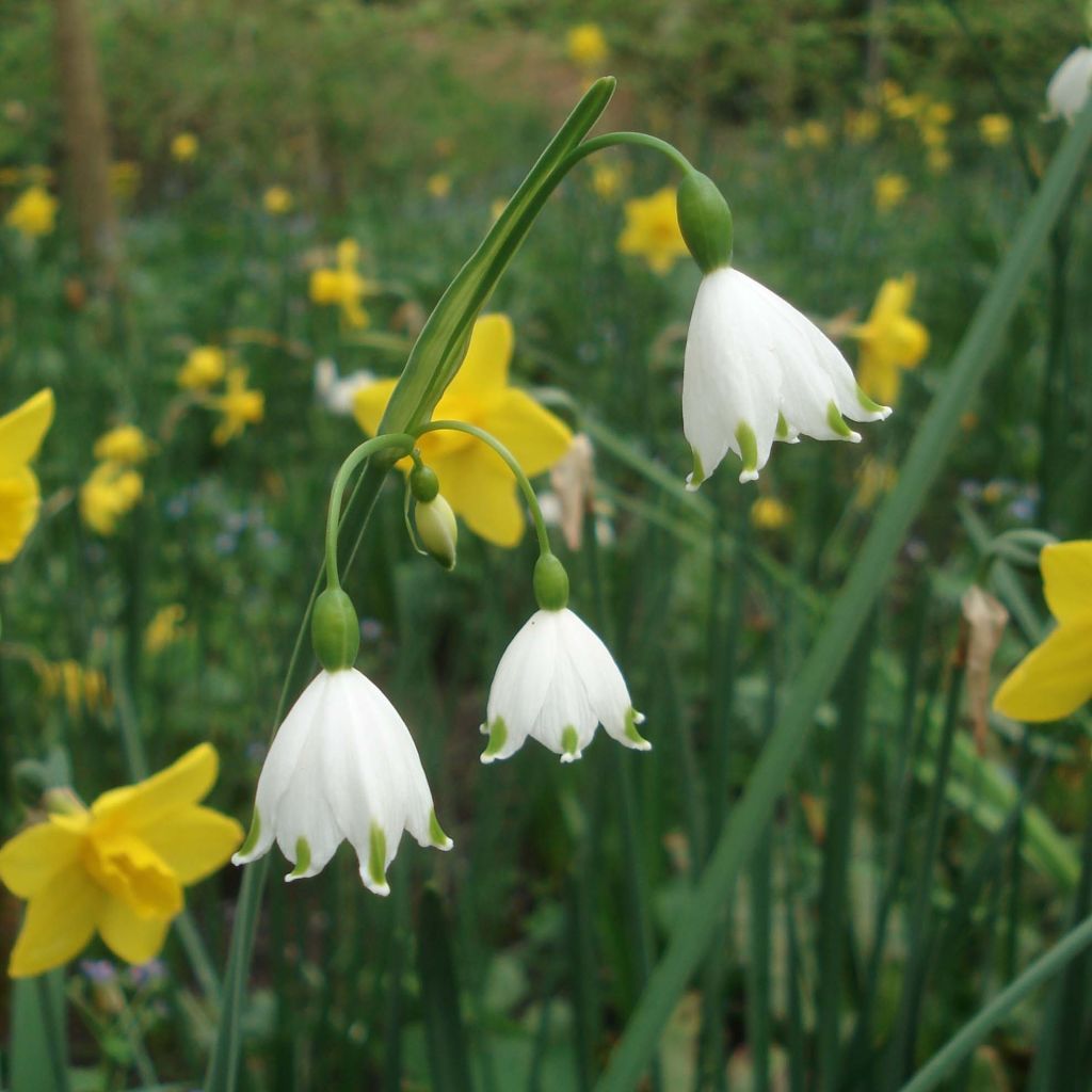 Leucojum aestivum Gravetye Giant