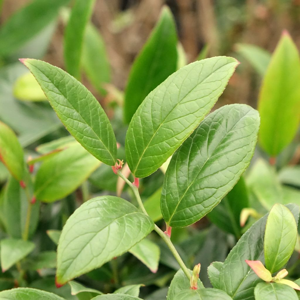 Leucothoe axillaris Red Lips