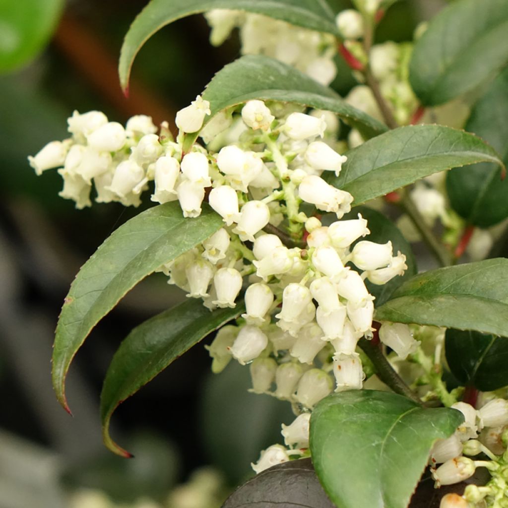 Leucotoe fontanesiana Dark Diamond