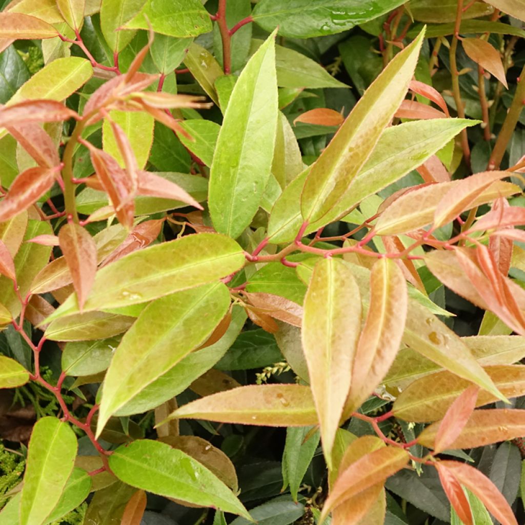 Leucothoe walteri Royal Ruby