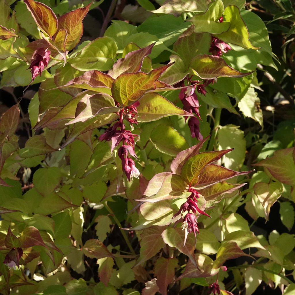 Leycesteria formosa Little Lanterns