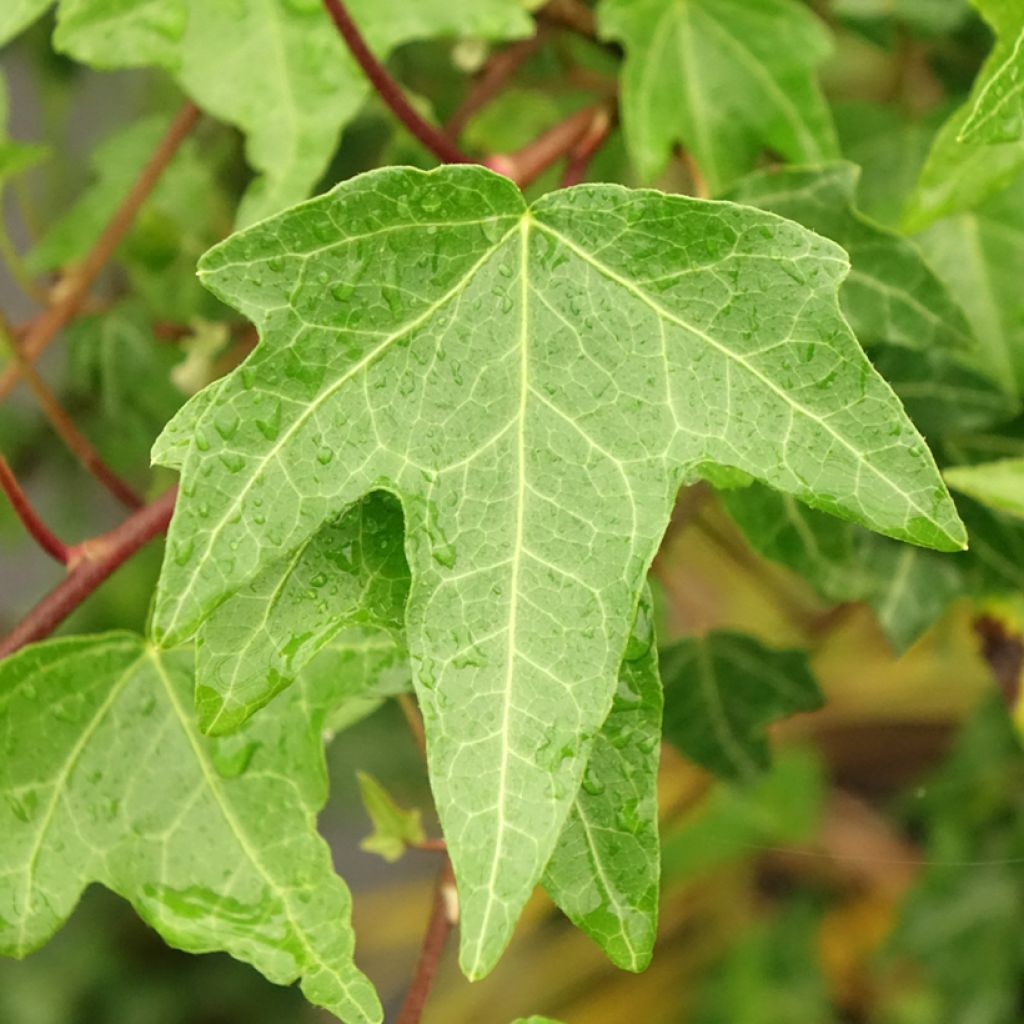 Aloe Christmas Carol