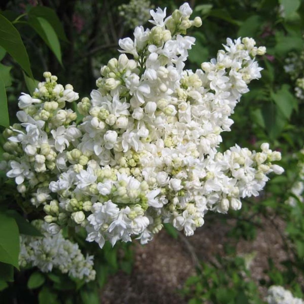 Syringa vulgaris Madame Lemoine