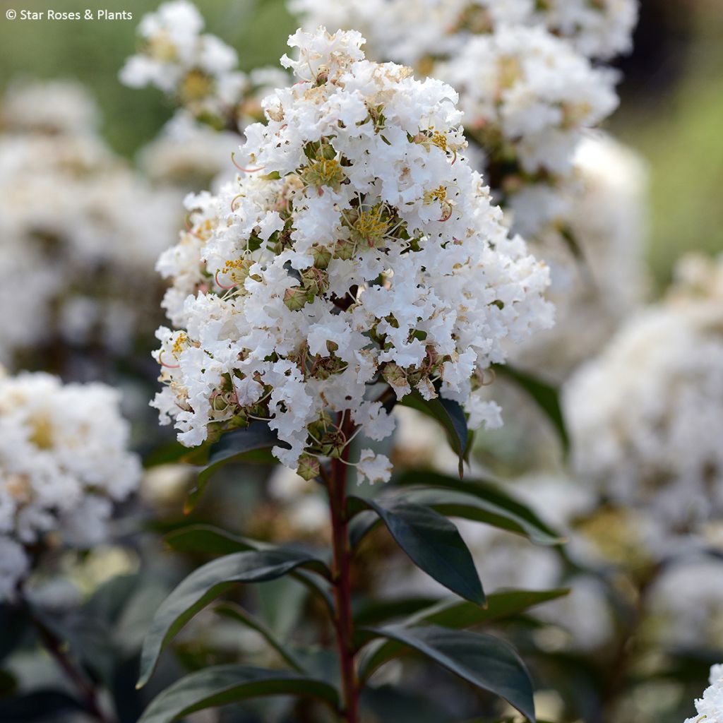 Árvore-de-júpiter Enduring White - Lagerstroemia indica
