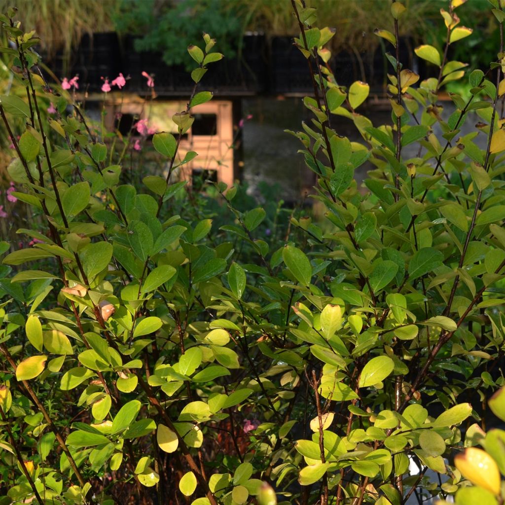 Árvore-de-júpiter Kimono - Lagerstroemia indica
