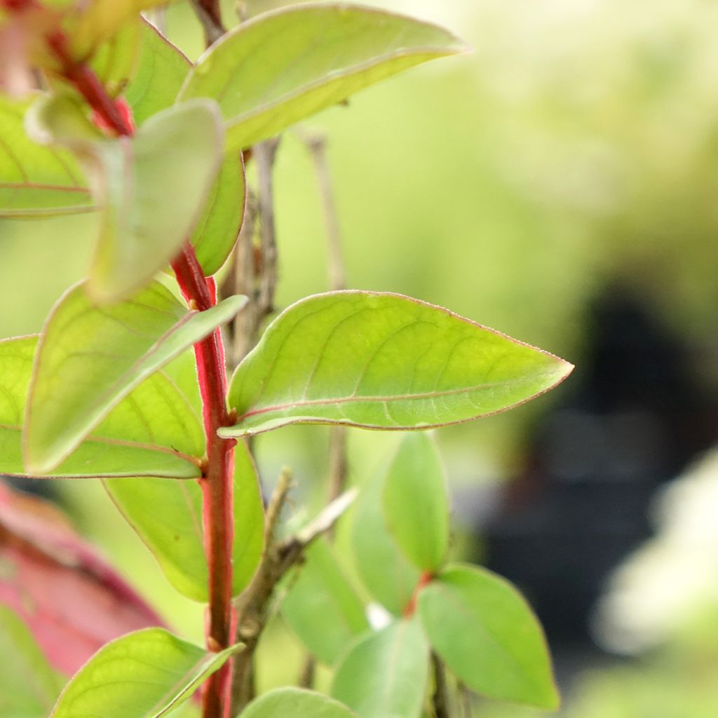 Árvore-de-júpiter With Love Babe - Lagerstroemia indica