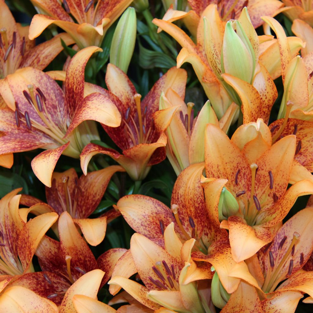 Lírio da Páscoa Longwood