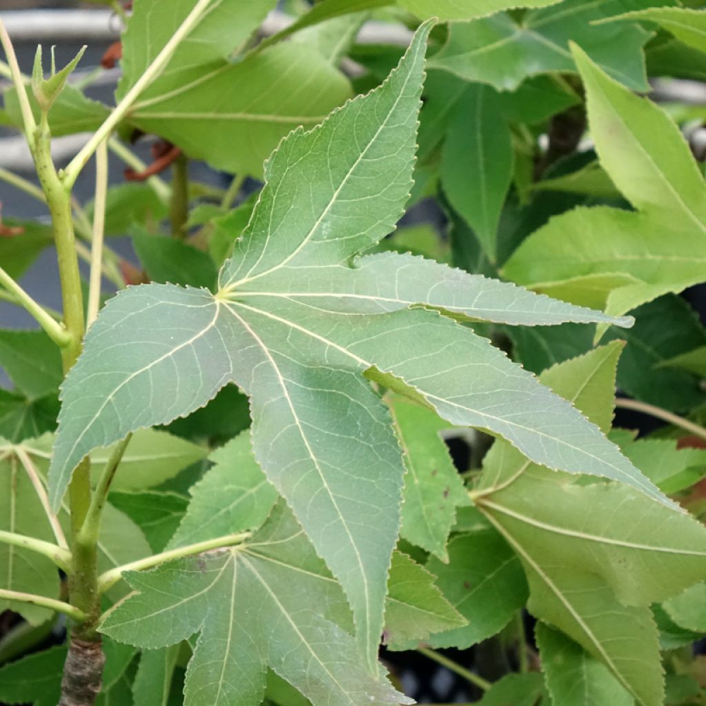 Liquidâmbar styraciflua Oakville Highlight