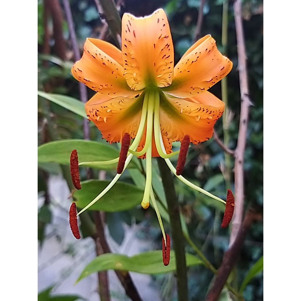 Lírio-de-Henry  - Lilium henryi