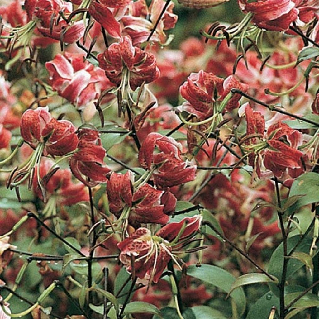 Lírio oriental Black Beauty